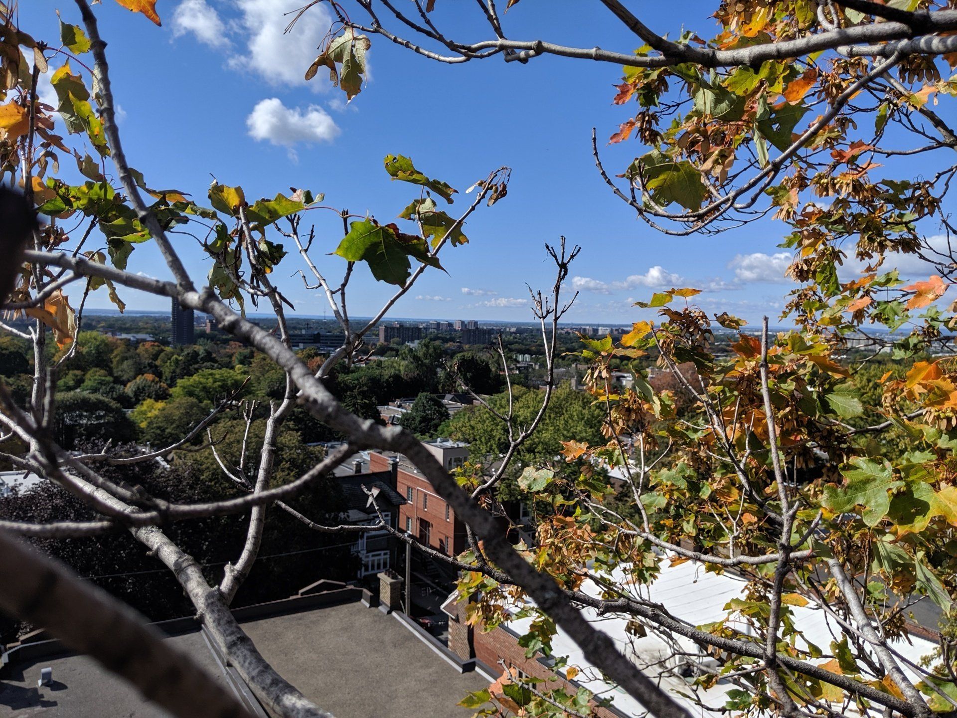 Vue aérienne d'une ville à travers des branches d'arbres avec des feuilles d'automne contre un ciel bleu.