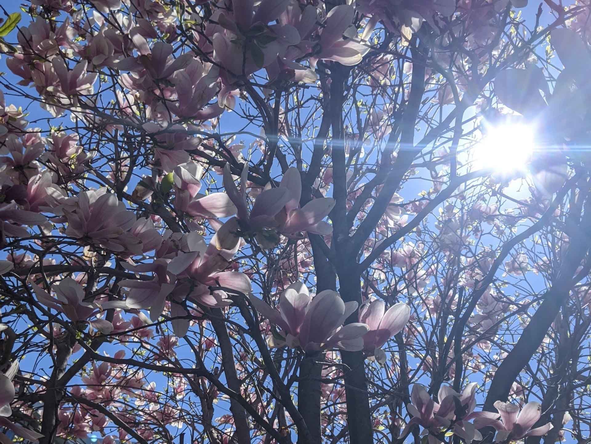Le soleil brille à travers les branches d'un arbre aux fleurs roses