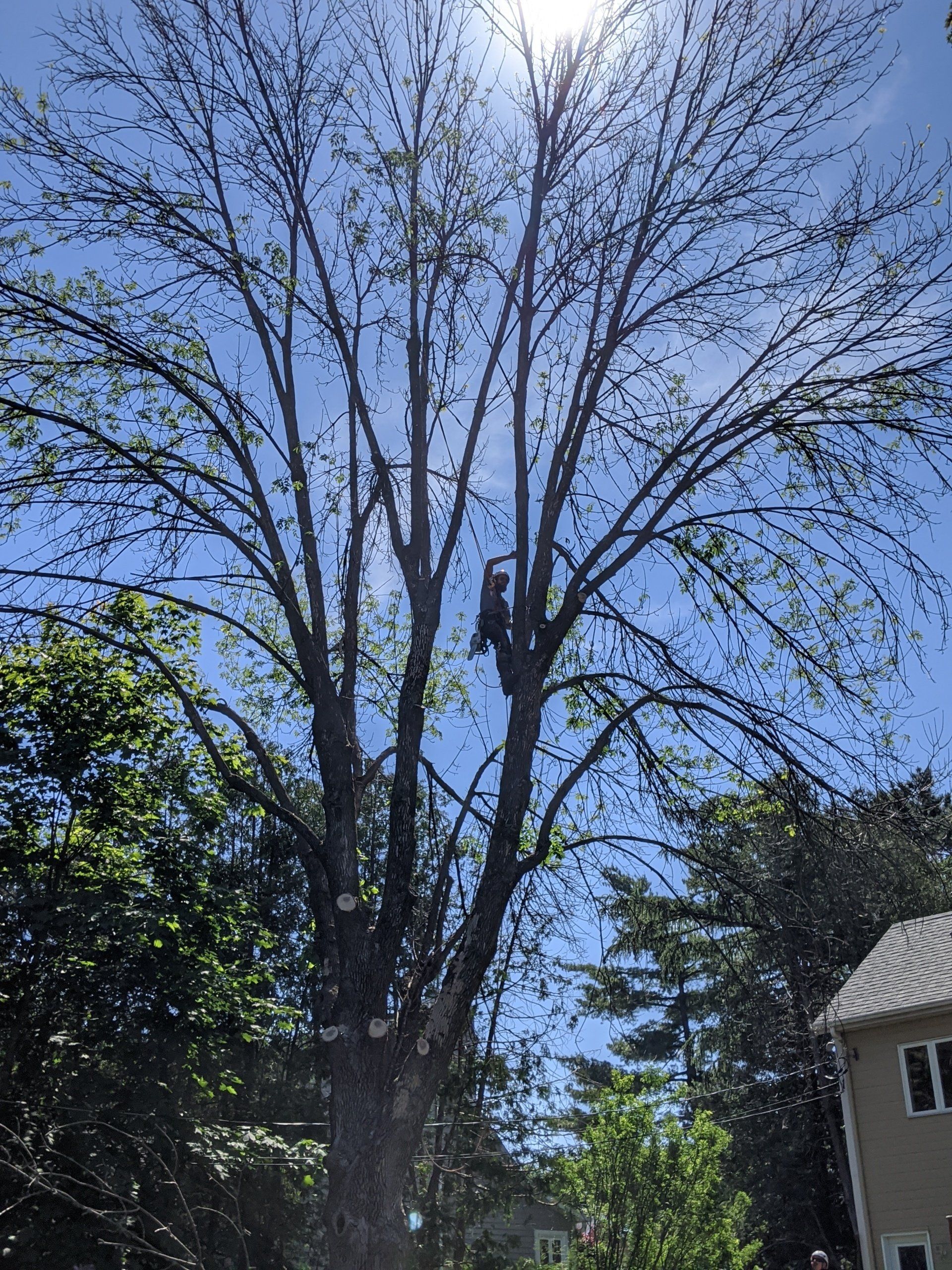 Un homme dans un arbre taille des branches contre un ciel bleu.