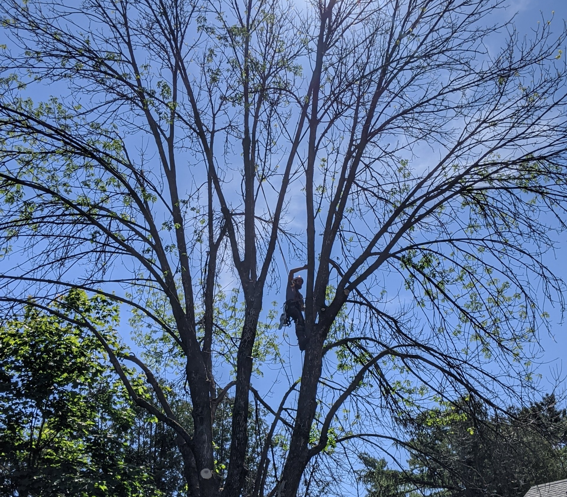 Une personne taille un arbre sous un ciel bleu vif.