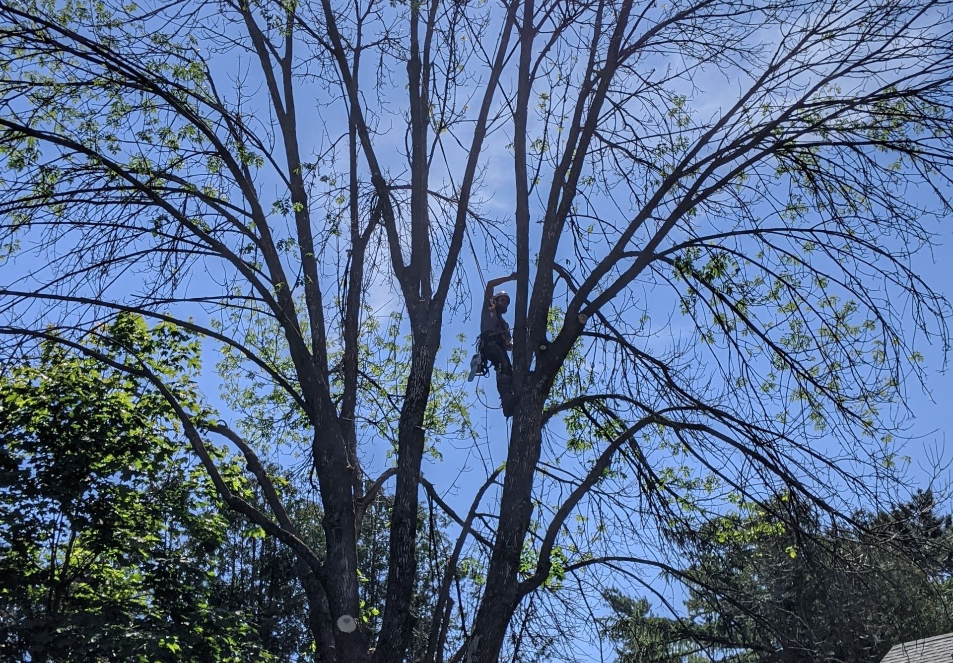 Un élagueur travaille dans un grand arbre sous un ciel bleu. Il grimpe et coupe des branches.