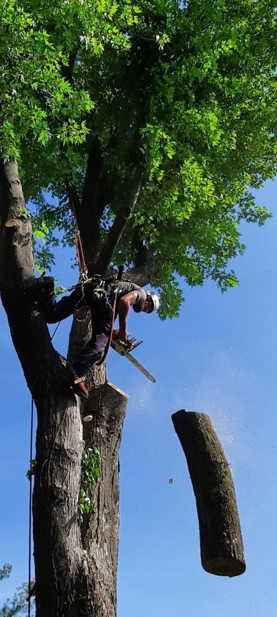 Un homme abat un arbre avec une tronçonneuse.