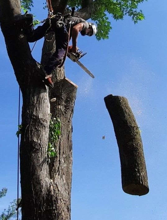 Un arboriste utilise une tronçonneuse pour couper une branche d'arbre contre un ciel bleu.