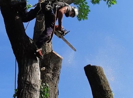 Un homme grimpe à un arbre avec une tronçonneuse.