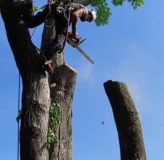 Un ouvrier arboricole, portant un casque et un équipement de sécurité, coupe une branche d'arbre avec une tronçonneuse contre un ciel bleu.