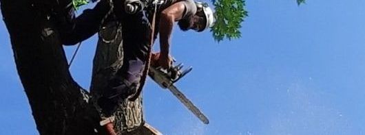 Un homme coupe un arbre avec une tronçonneuse.