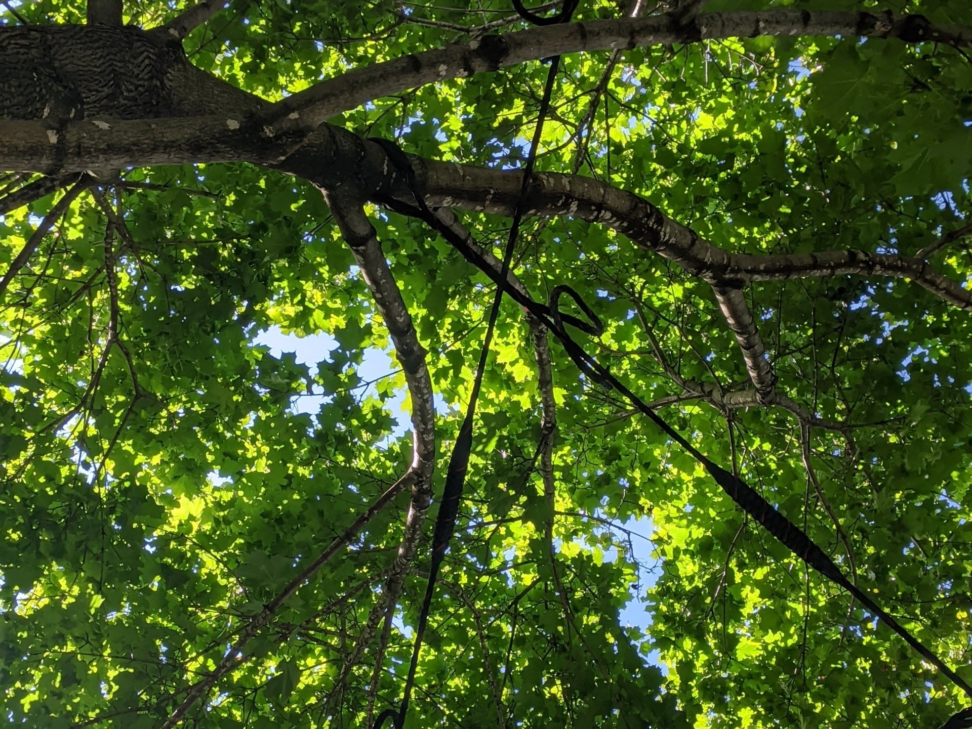 Je regarde un arbre feuillu avec un hamac ou une balançoire suspendus à ses branches. La lumière du soleil brille à travers le feuillage vert.