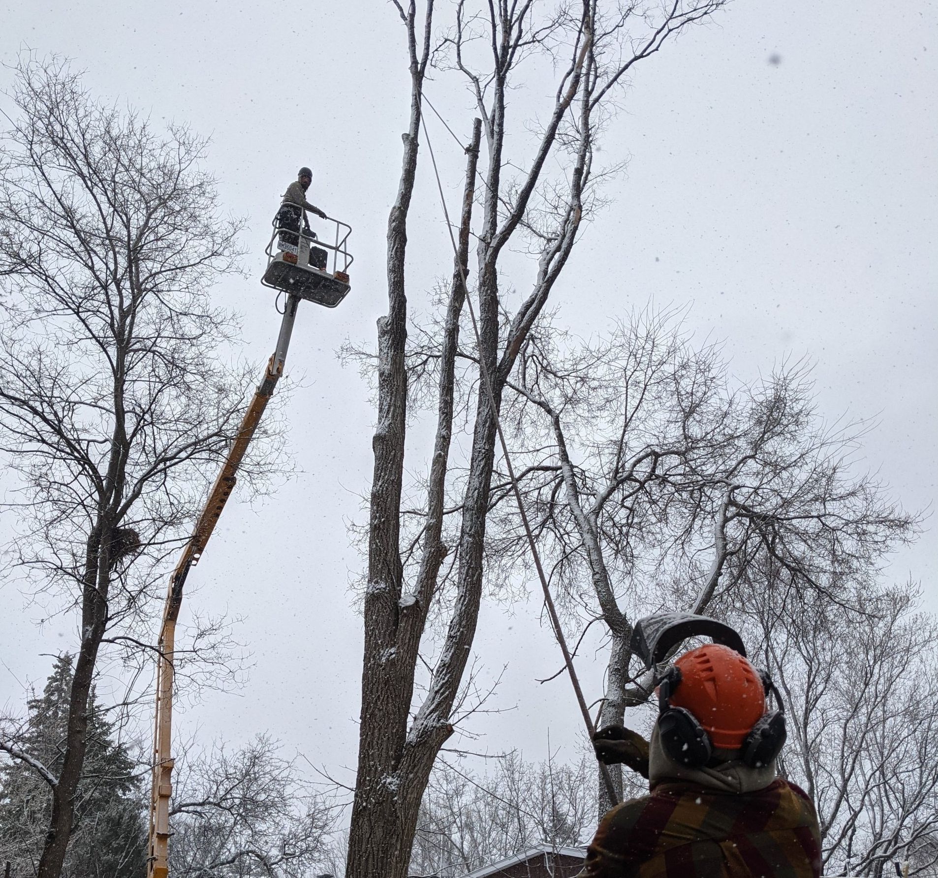 Un homme dans un seau coupe un arbre.