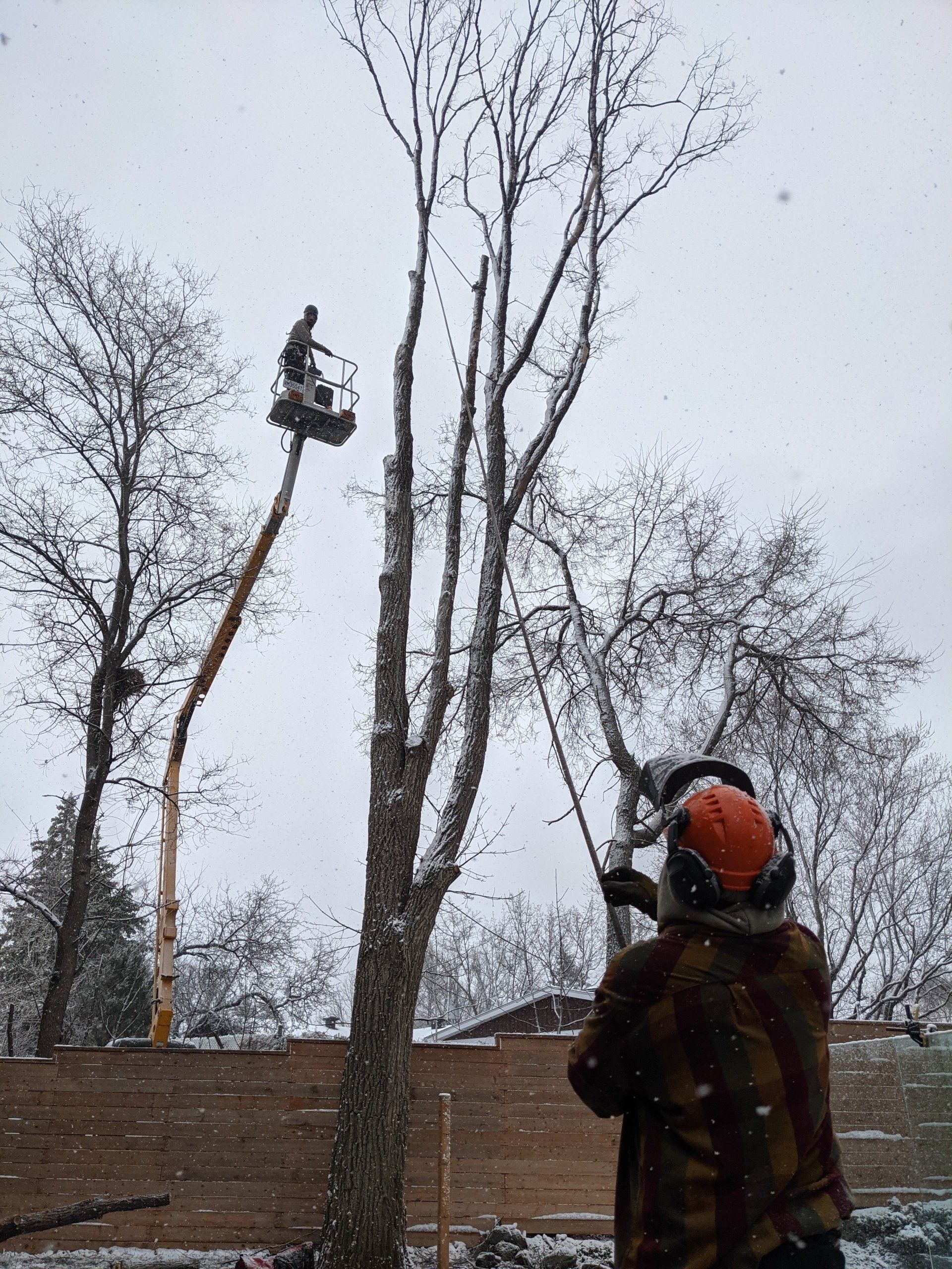 Élagage d'arbres dans un décor enneigé : une personne dans une nacelle coupe des branches, une autre regarde.