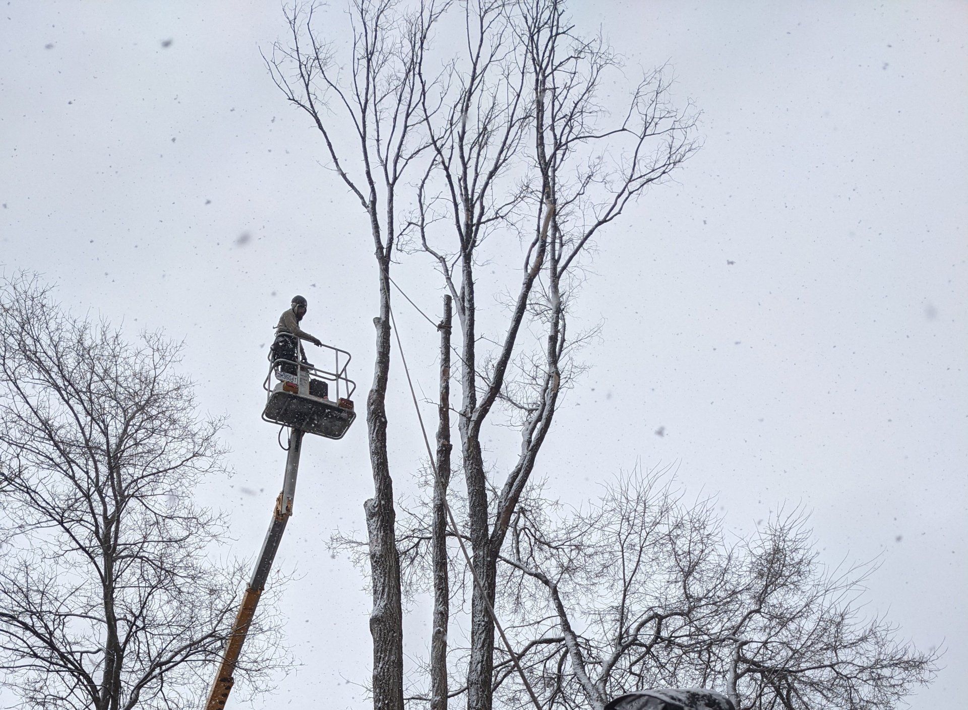 Un homme dans une nacelle élévatrice taille de grands arbres nus dans des conditions de neige.