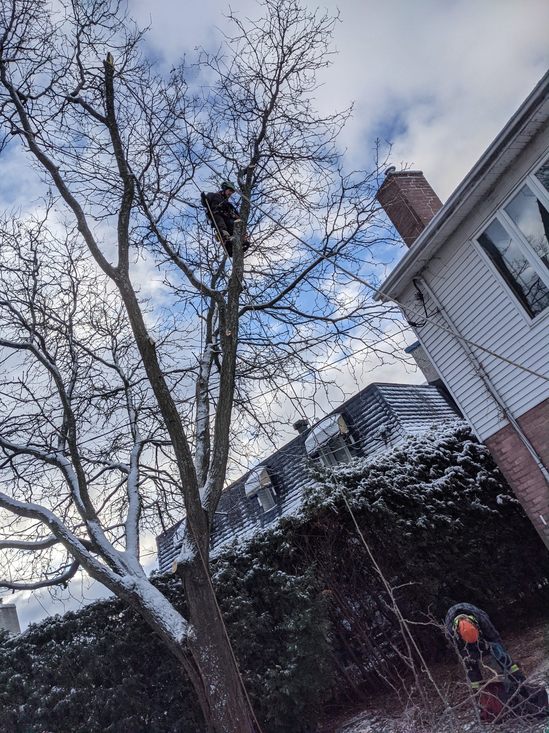 Arbre aux branches enneigées près d'une maison à la cheminée en briques, sous un ciel nuageux.