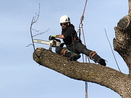 Un homme coupe une branche d'arbre avec une tronçonneuse.