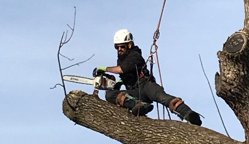 Un homme coupe une branche d'arbre avec une tronçonneuse.