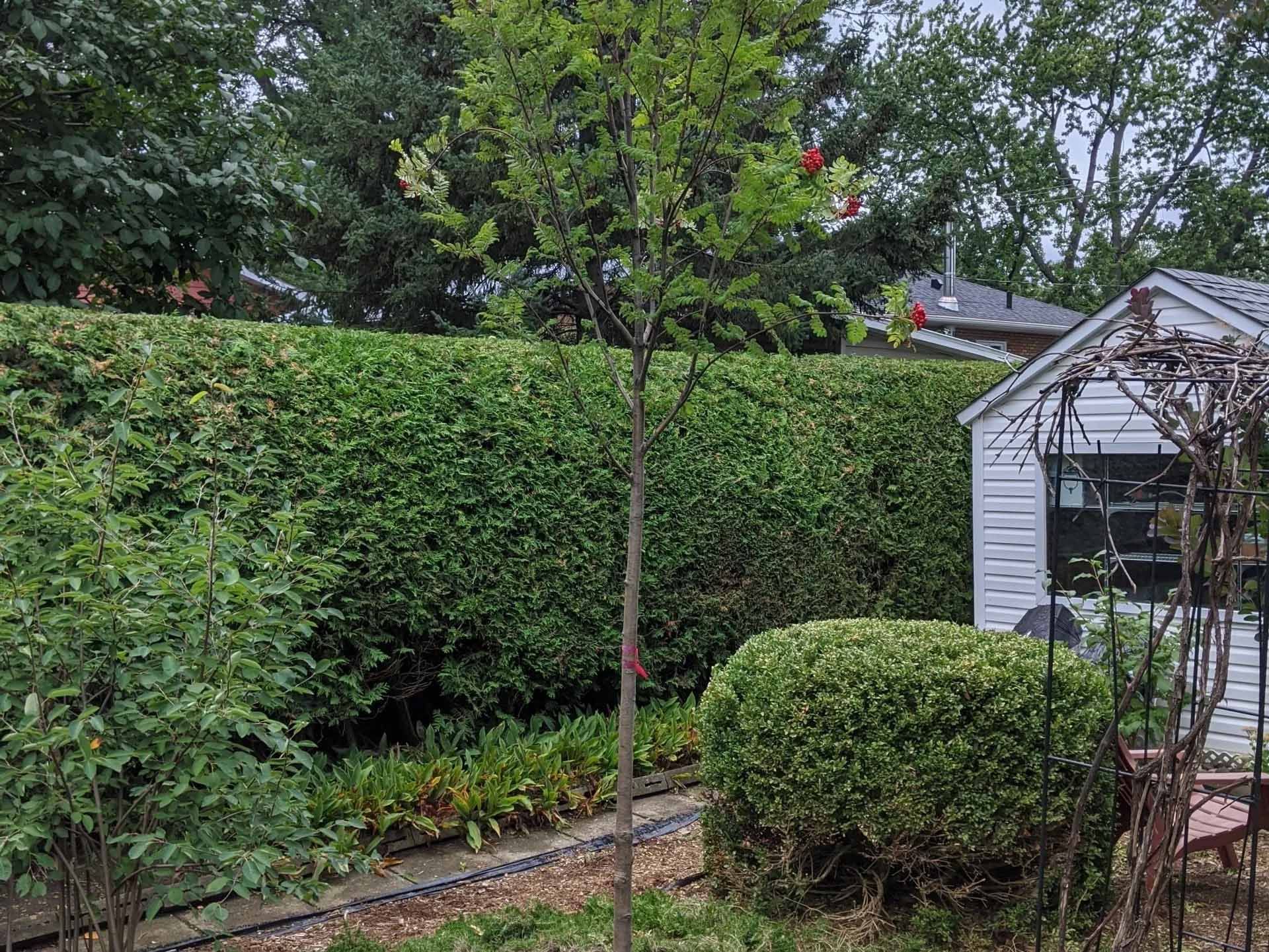 There is a tree in the middle of a garden next to a shed.