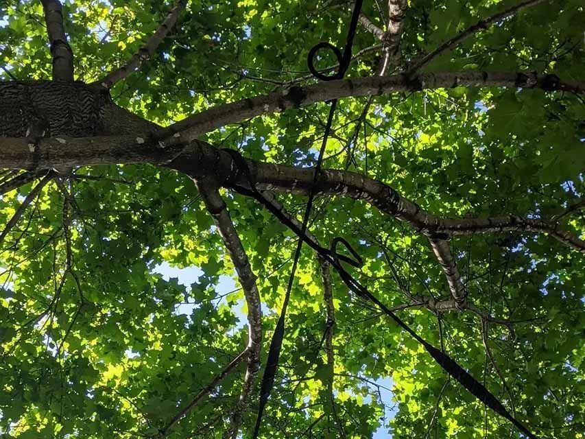 Looking up at a tree with lots of branches and leaves.