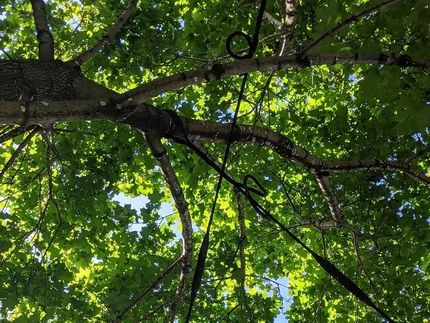 Regarder un arbre avec beaucoup de branches et de feuilles.