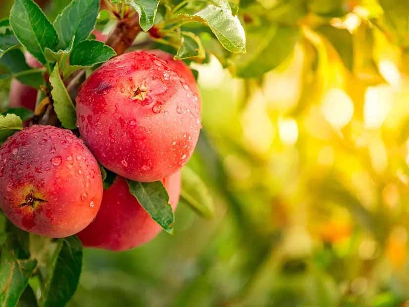 Three red apples hanging from a tree branch.