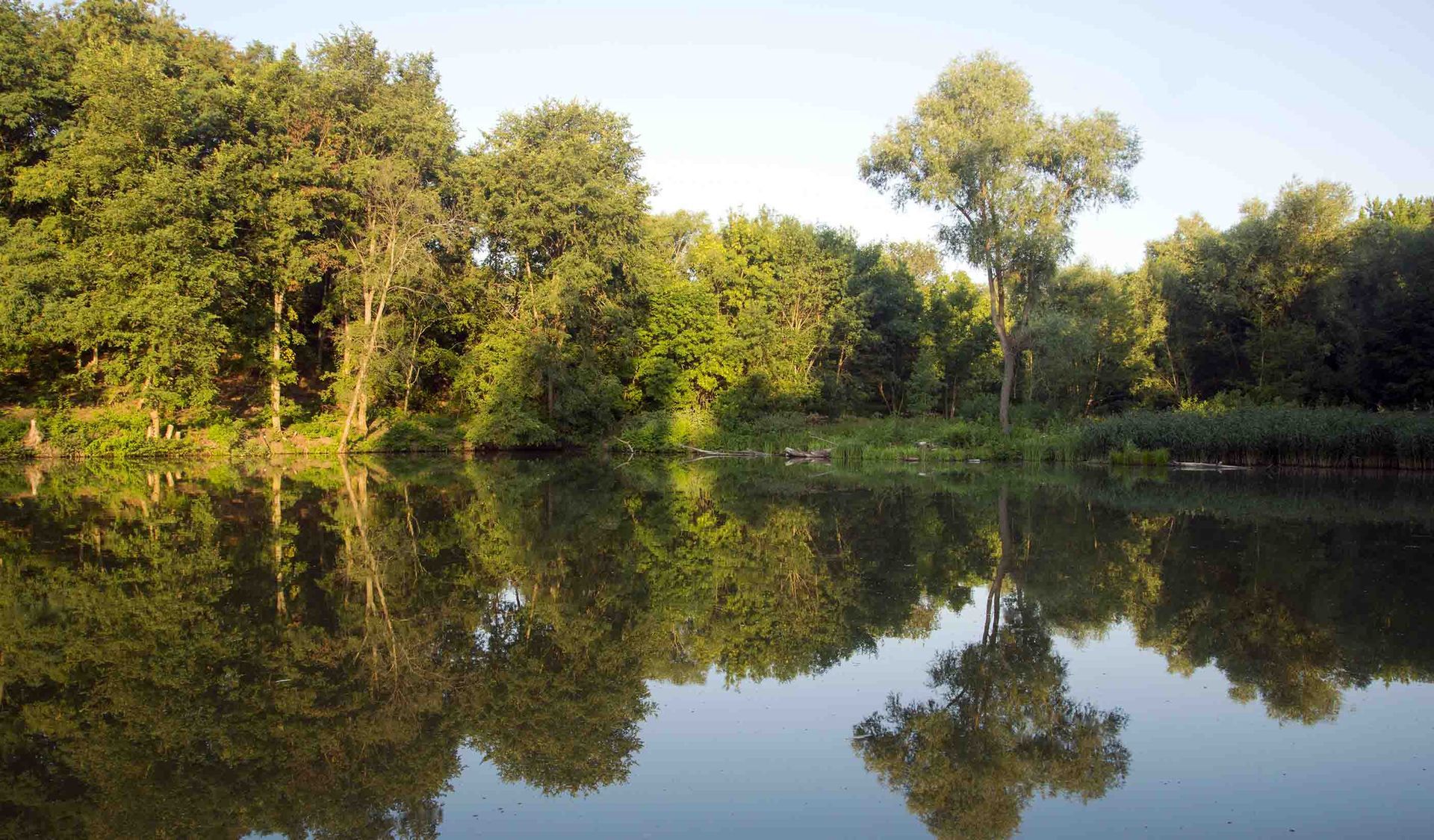 Trees reflected in calm water, creating a mirror image. Overcast sky.