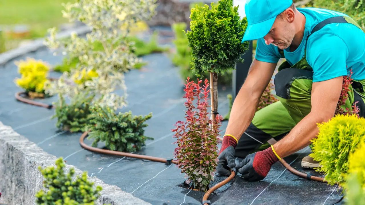 Gardener installing drip irrigation in a flower bed. He wears a blue hat and green pants.