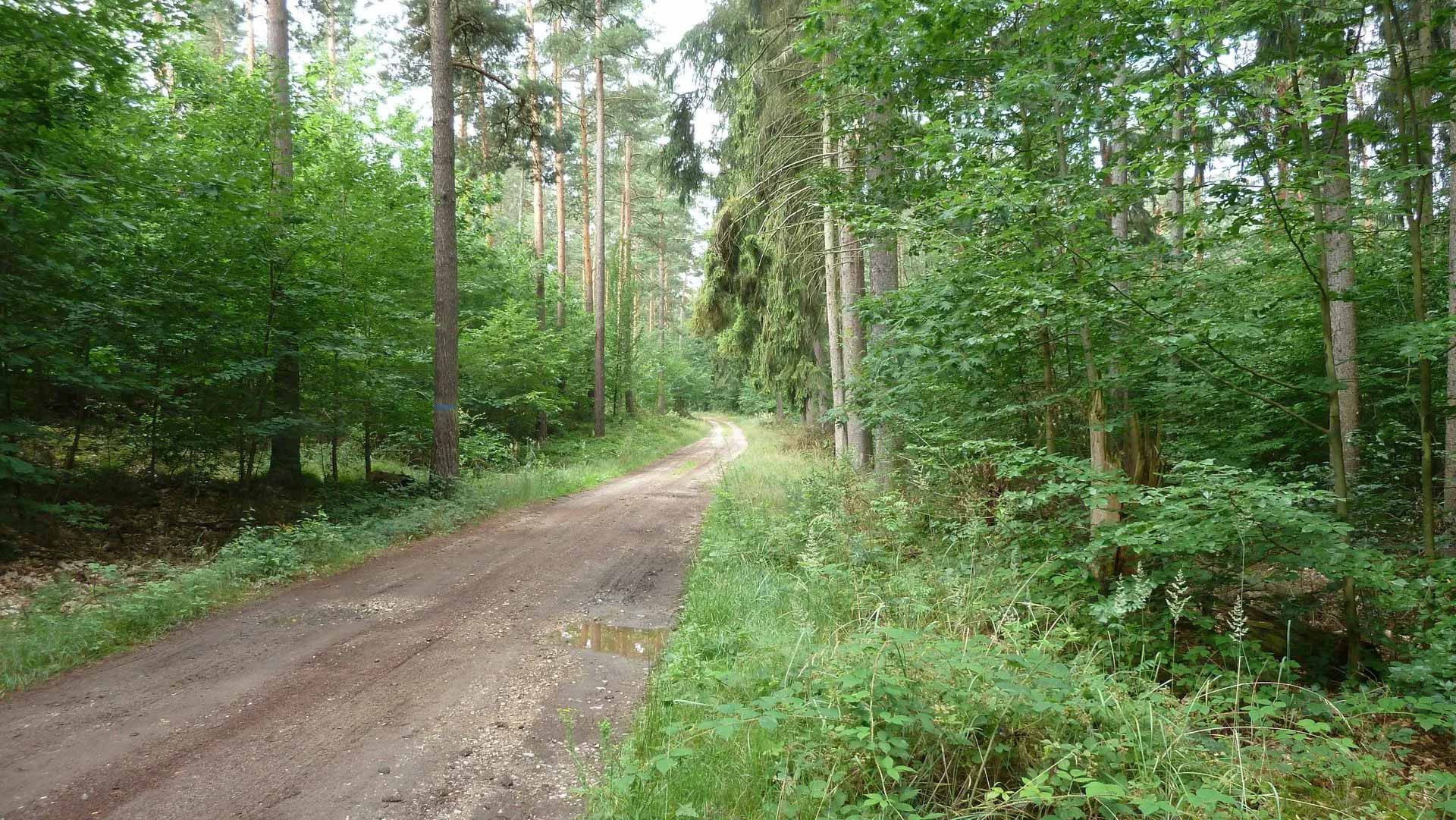 Waldweg