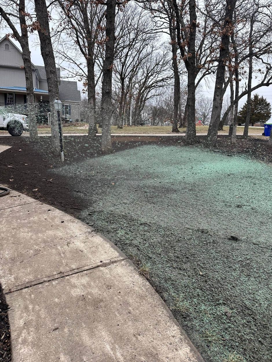 Curved sidewalk beside a wintery yard with bare trees and a patch of green ground cover or turf.