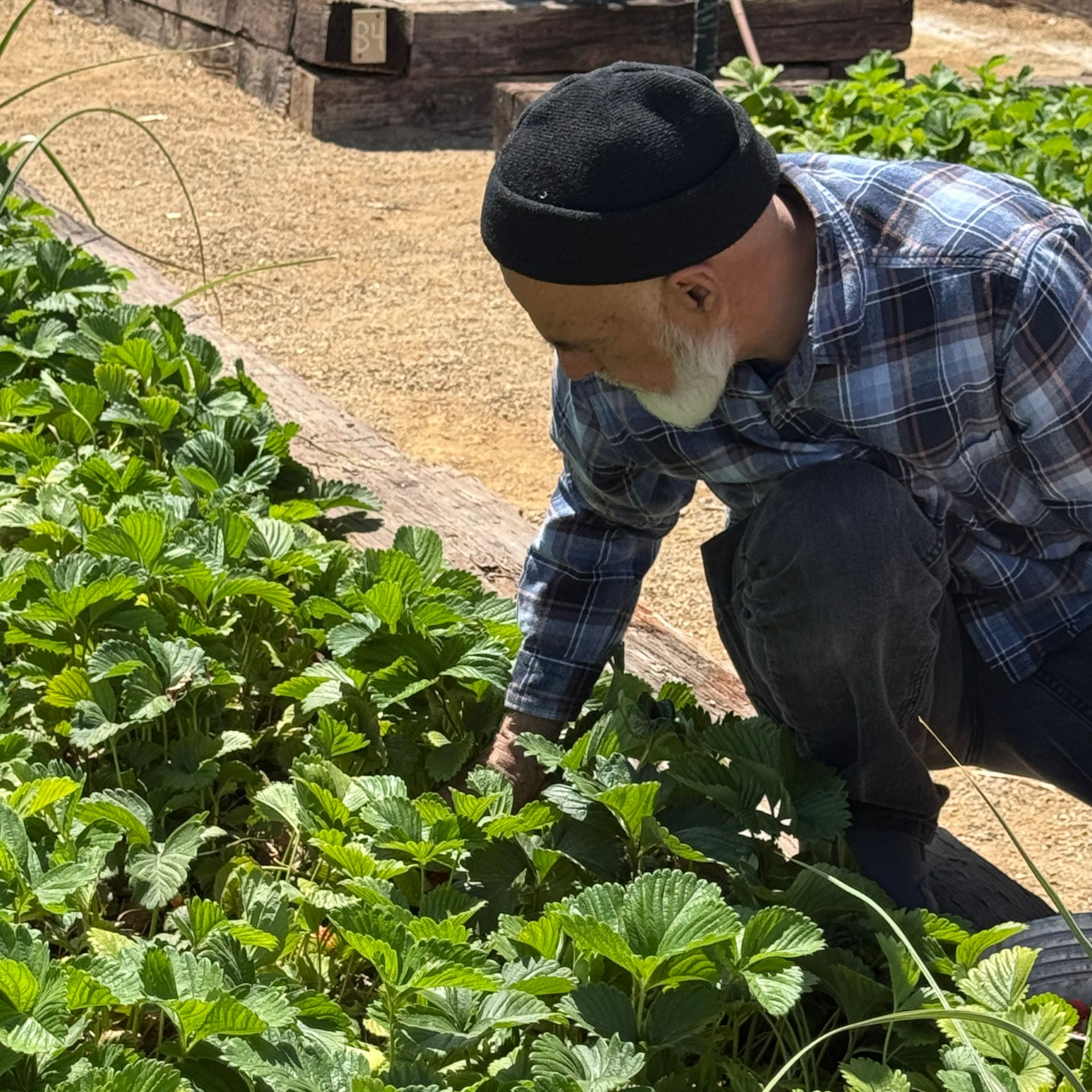 Man in black cap and plaid shirt tending a strawberry patch in a garden.