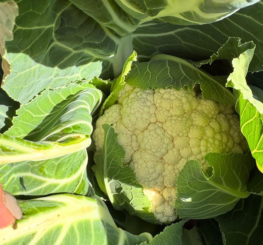 A cauliflower head surrounded by large green leaves.