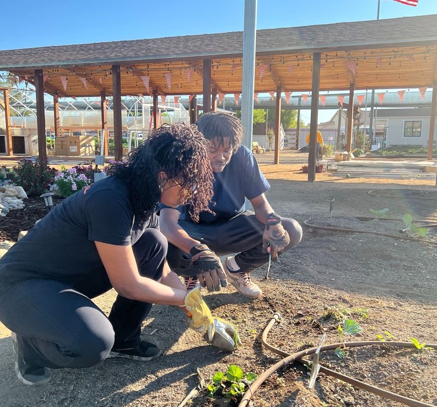 Two people planting in a garden; wearing gloves, by a covered structure; sunny day.