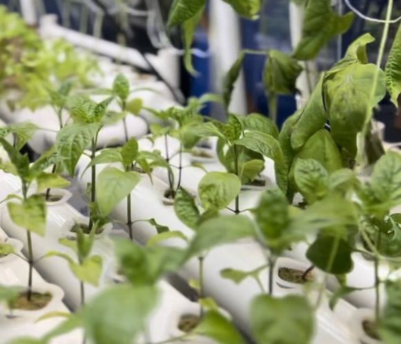 Hydroponic pepper plants growing in white plastic containers.
