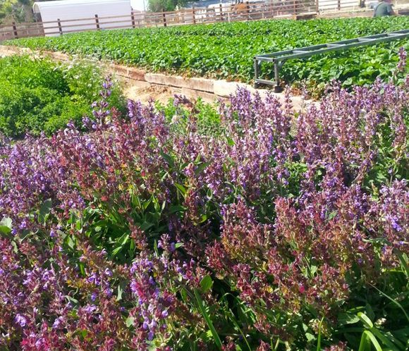 Purple flowering plants in the foreground, with rows of crops and a fence in the background.