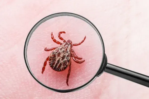 Insect-Borne Disease Prevention Strategies