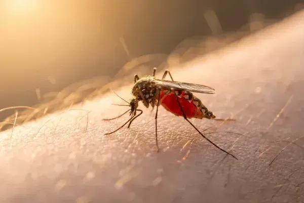 Malaria Risk Assessment