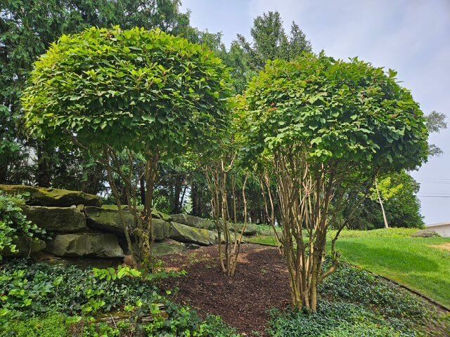 A group of trees in a garden with a rock wall in the background are examples of topiary trimming
