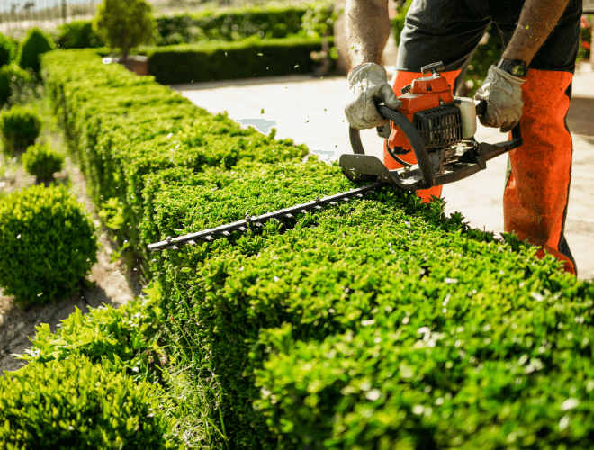 A man is cutting a hedge with a gas powered hedger.