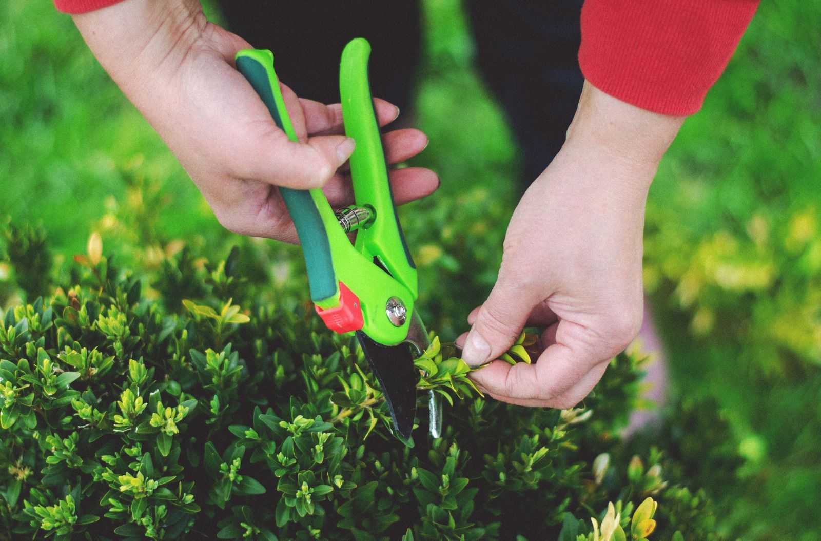 Hands trimming green shrubbery with garden shears in a close-up outdoor scene