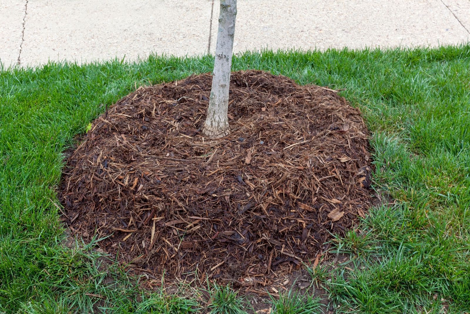 Fresh mulch piled around a young tree near a sidewalk and grass