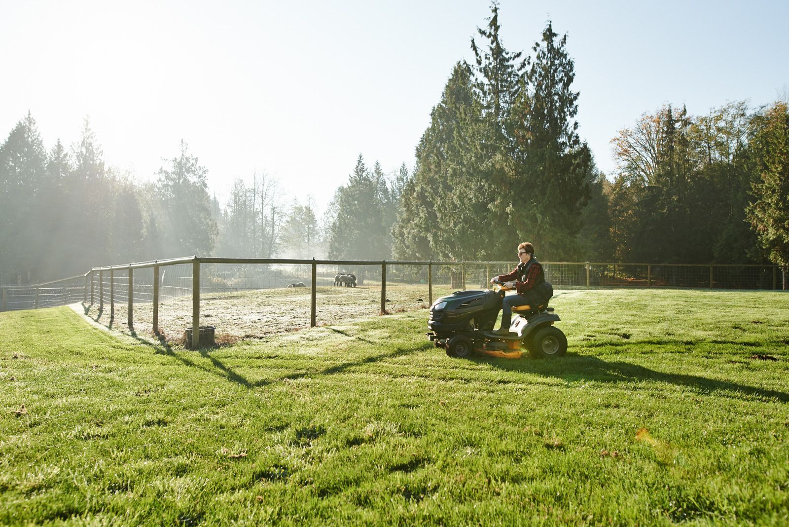 Person mowing a grassy yard near a fenced animal pen in bright morning sunlight
