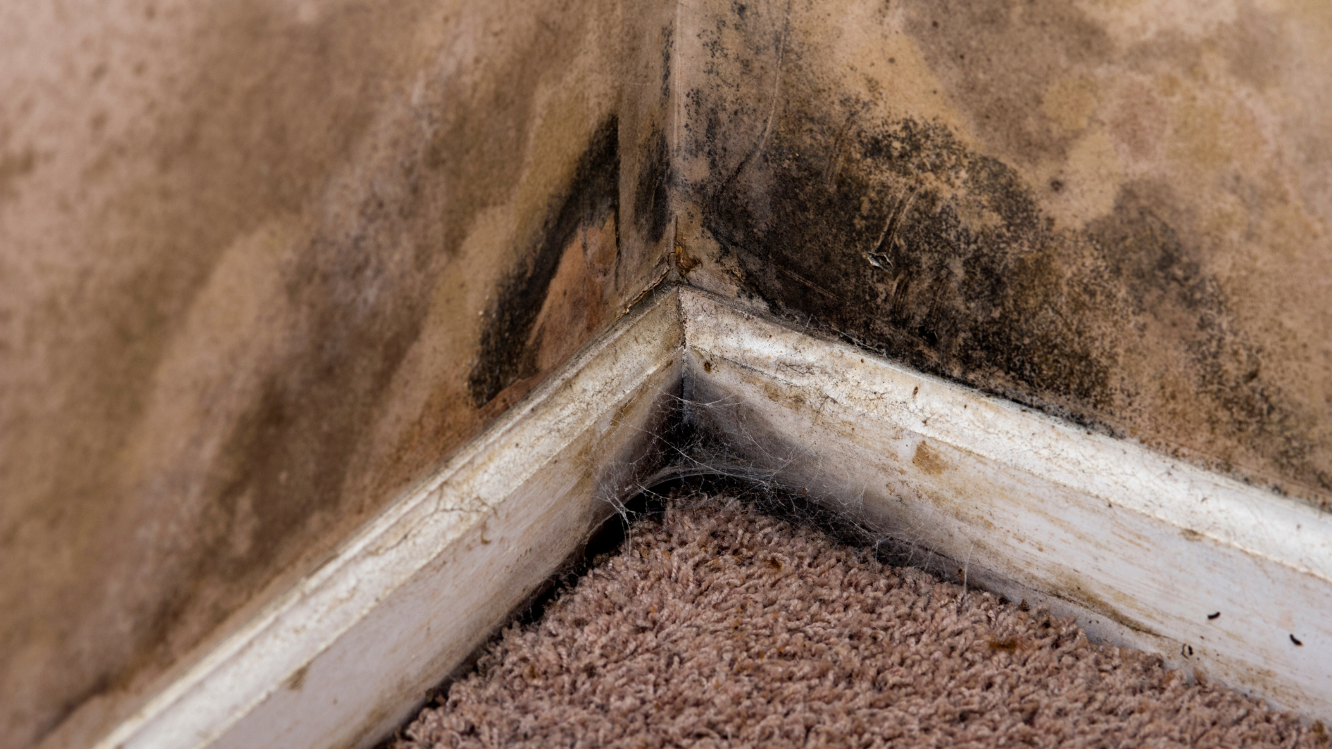 recurring mold in Houston home near moisture-damaged wall