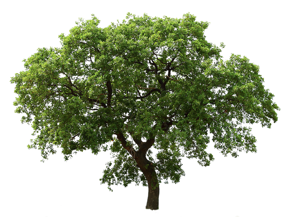 A tree with lots of green leaves on a white background.