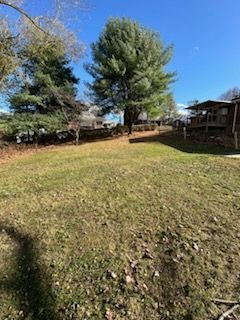 A grassy backyard with a large, central pine tree under a clear blue sky, flanked by nearby houses and trees.