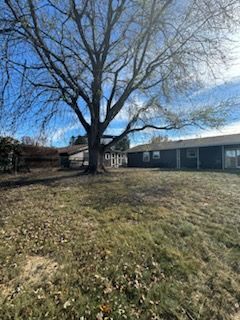 A large, leafless tree stands in a grassy backyard next to a dark house and a small shed under a bright blue sky.