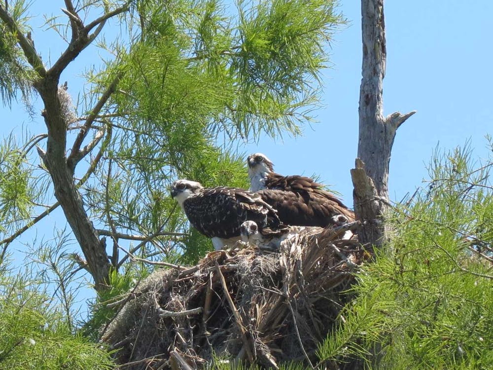 Birds on the nest