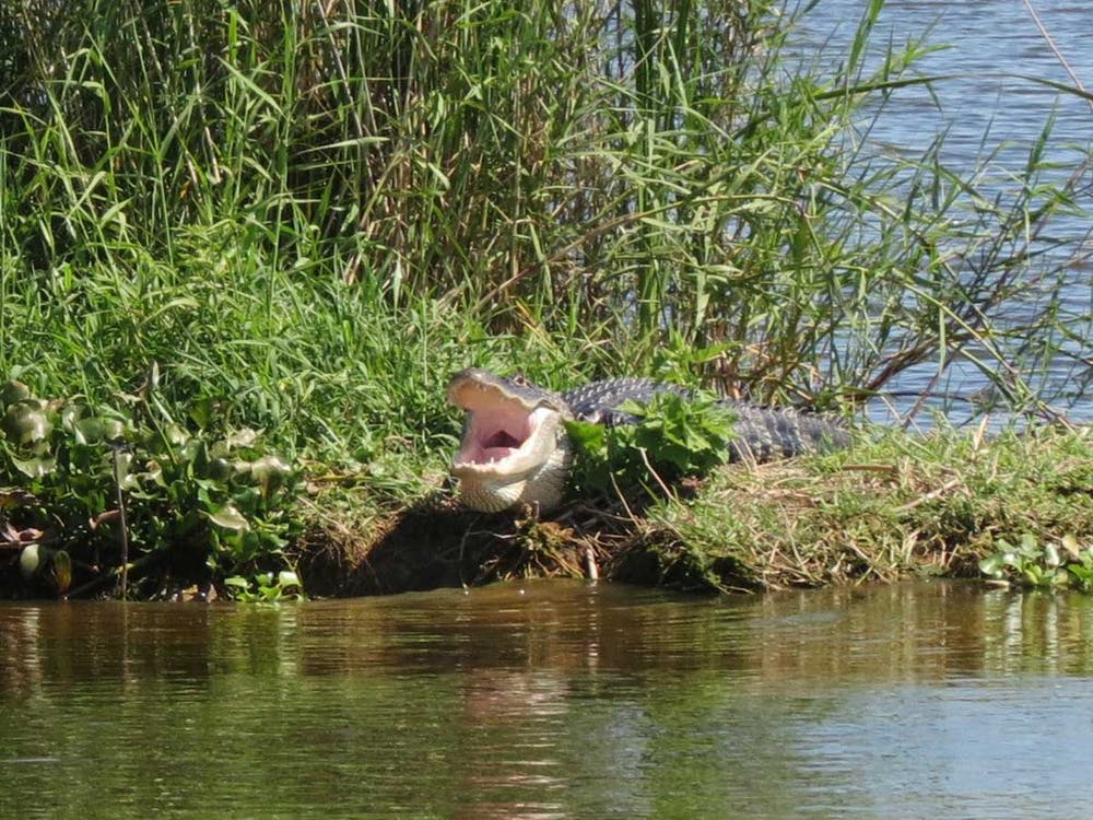 Alligator on the river with open mouth