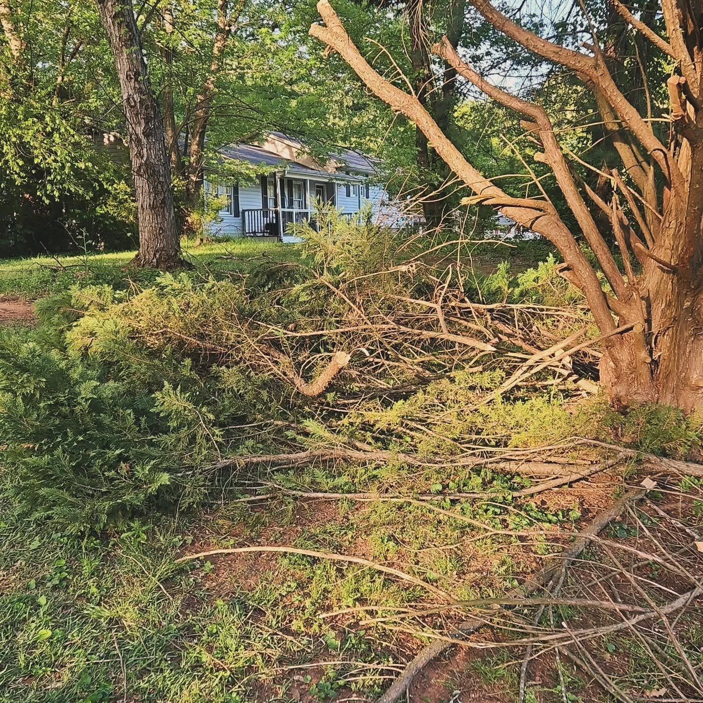 Overgrown yard with dense bushes and tree branches, partially hiding a small blue house in the background.