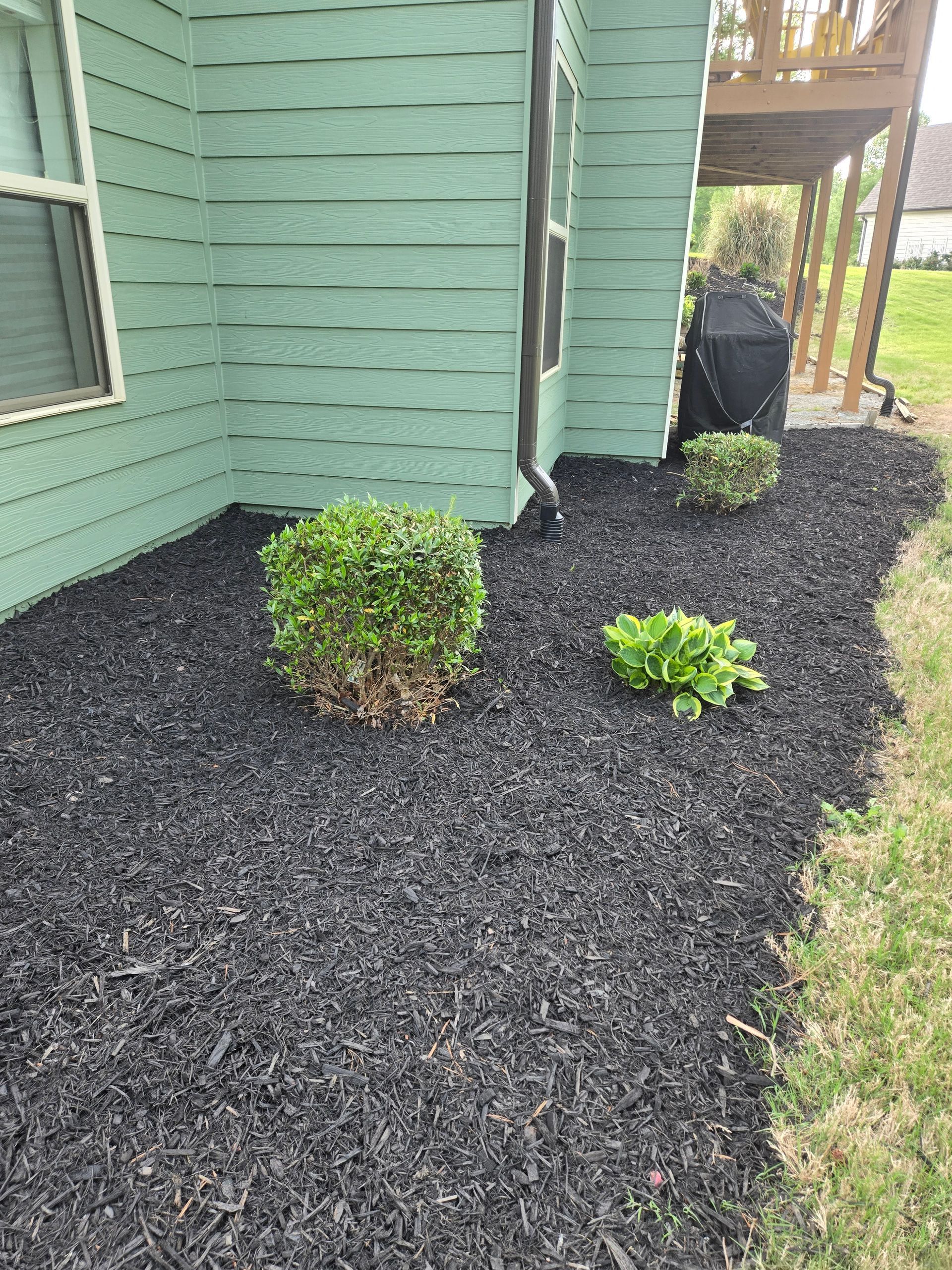 Black mulch landscaping with two small shrubs beside a mint-green house and a walkway.