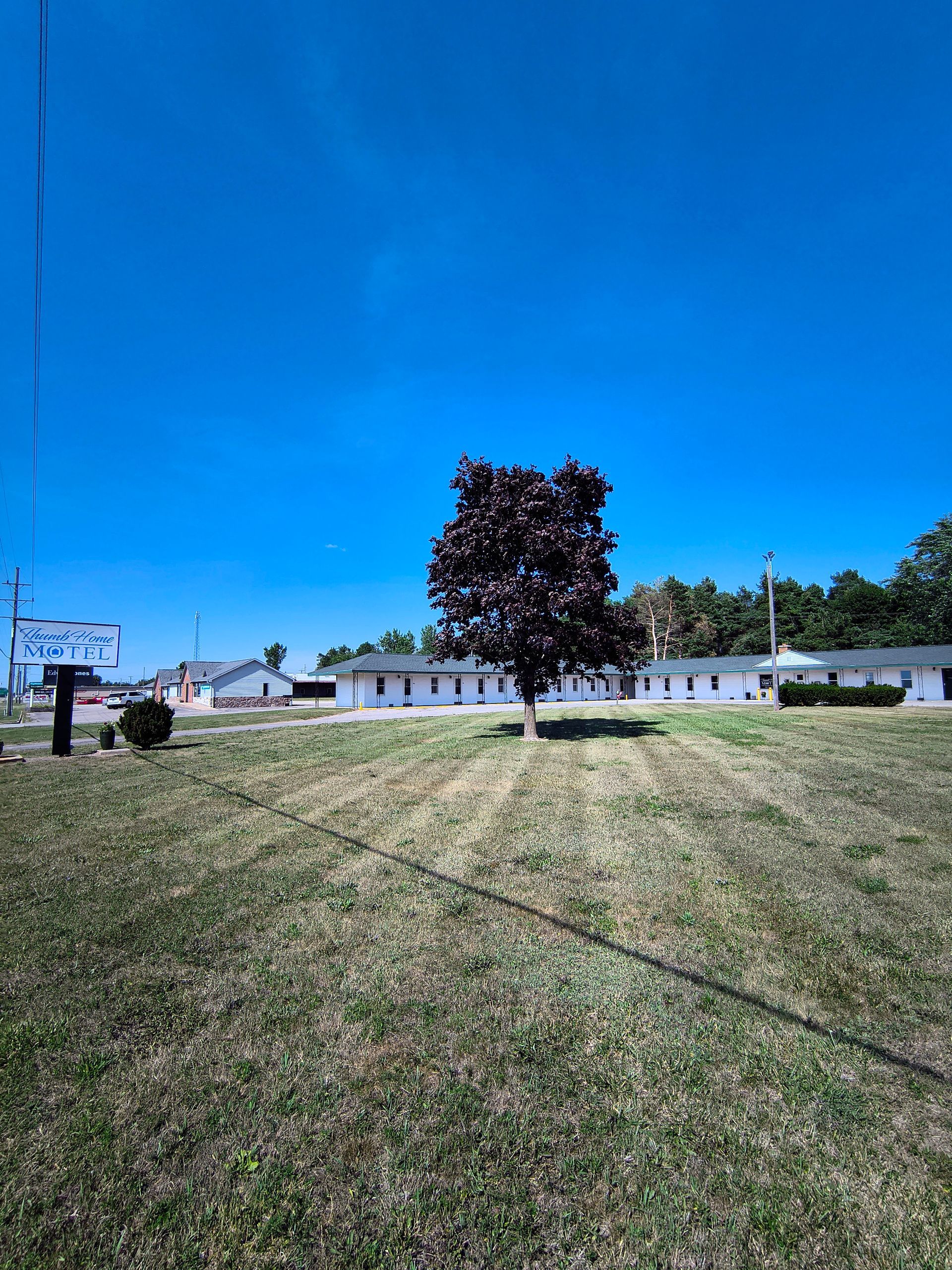 A single tree with dark purple leaves stands in a grassy area in front of a white building under a blue sky.