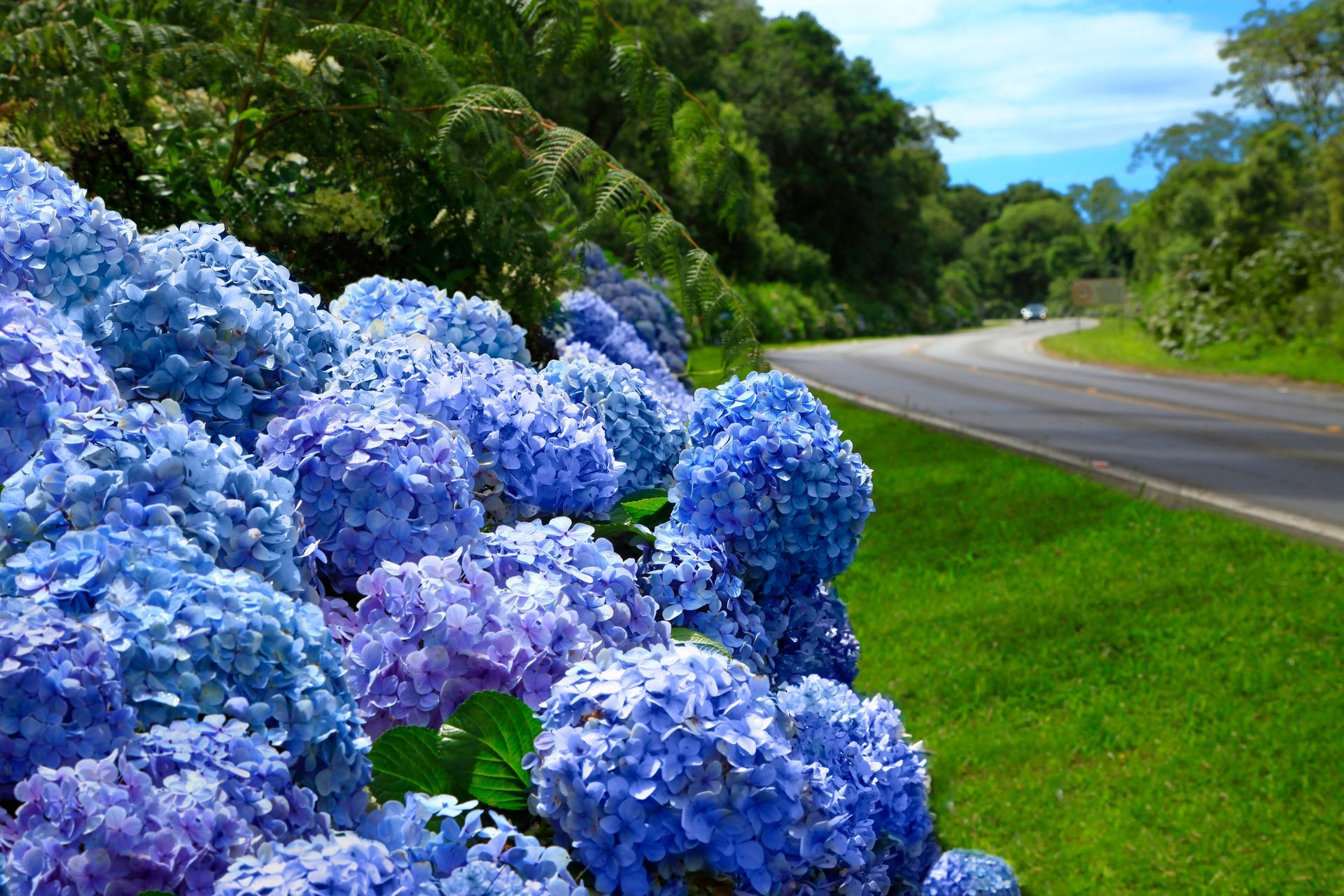 Primavera em Gramado