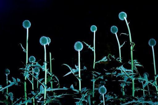Blue-tinted, round-headed flowers with thin stems against a dark background; possibly at night.