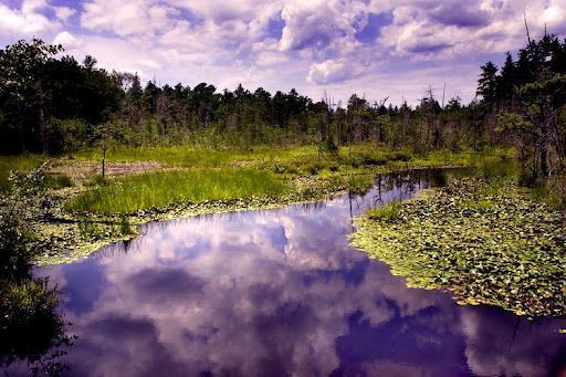 Marsh with reflective water mirroring cloudy sky and green vegetation.