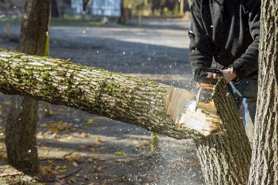 Person using a chainsaw to cut a tree branch. Wood shavings fly as the saw cuts through the trunk.